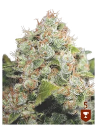 BCN Sour Diesel