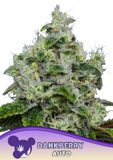 Dankberry Auto
