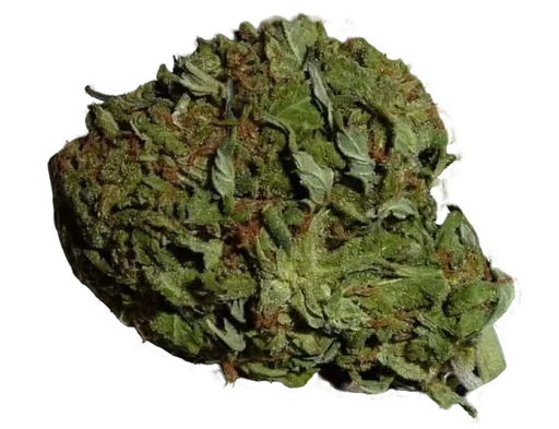 BC Pinewarp