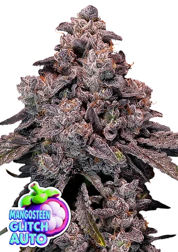 Mangosteen Glitch Auto