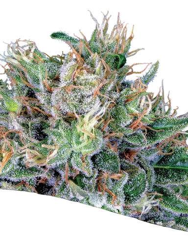 Amnesia Flash