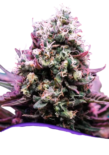 Amnesia Flash Auto