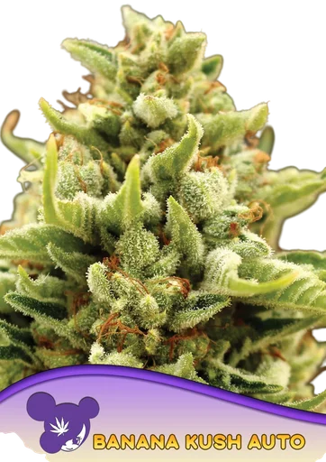 Banana Kush Auto