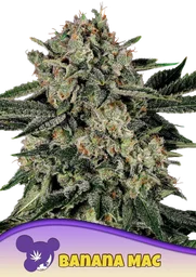 Banana MAC
