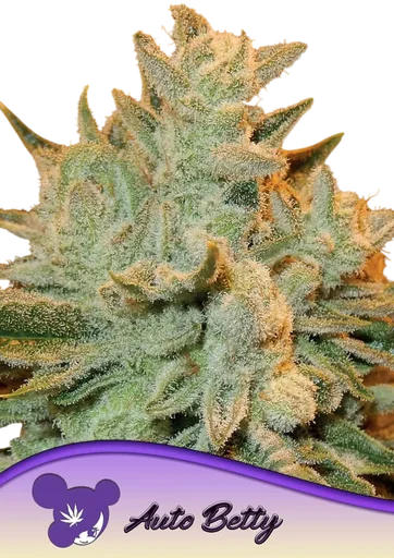 Betty Auto
