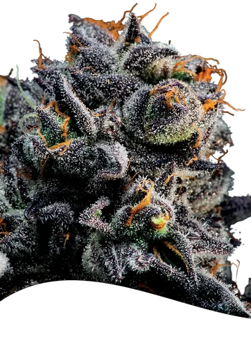 Blueberry Banana Auto