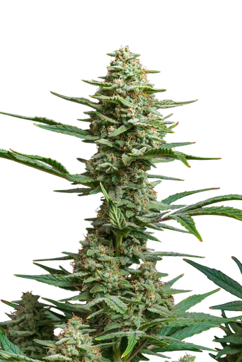 Chewy's Fruit Punch Auto