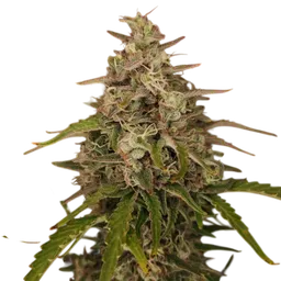 Chronic Ryder Auto