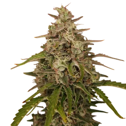 Chronic Ryder Auto