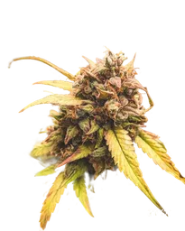 Bear Assed Monkey Auto