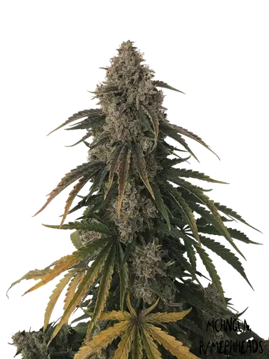 Beary White Auto
