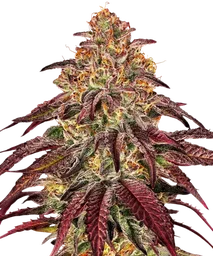 Mimosa x Orange Punch Auto