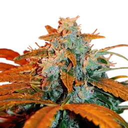 Berry Auto