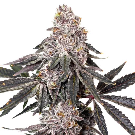 Berry Crusher