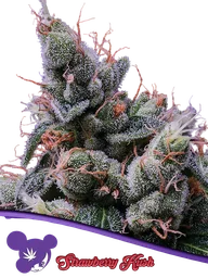 Strawberry Kush
