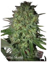 Bestial Skunk