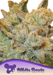 White Runtz