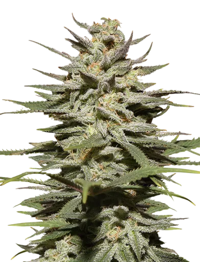 Super Lemon Haze CBD