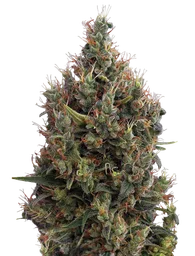 Big Bang Auto