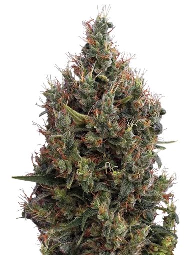 Big Bang Auto