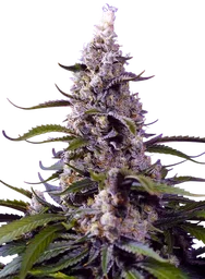 Banana Cream Cake XL Auto