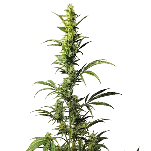 Ethos Haze IBL