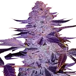 Forbidden Zkittlez BX2