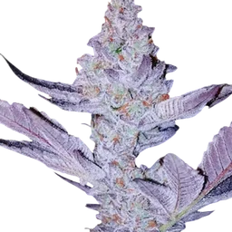 GMO Zkittlez F1