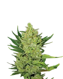 Big Bud Auto