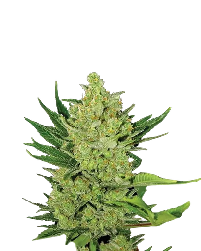 Big Bud Auto