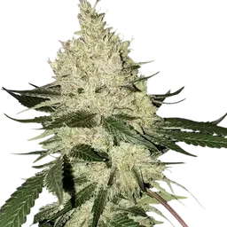 Lilac Diesel BX4
