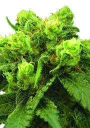 Big Bud