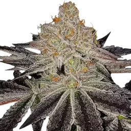 Purple Zkittlez RBX