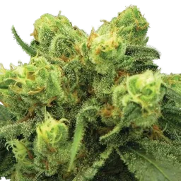 Big Bud