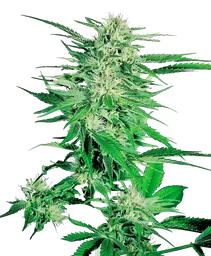 Big Bud