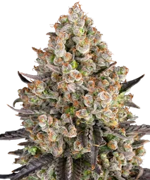 OG Kush