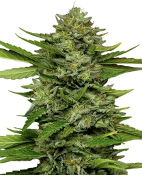 Bigfoot Glue