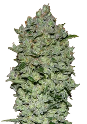 Biodiesel Mass XXL Auto