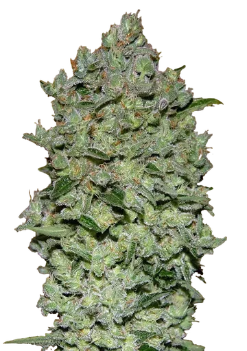 Biodiesel Mass XXL Auto