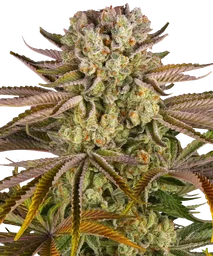 Pineapple Express