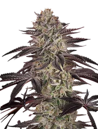 Biscotti Auto