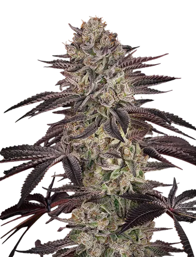 Biscotti Auto