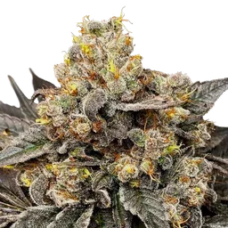 Biscotti Zkittlez