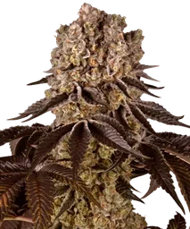 Purple Punch