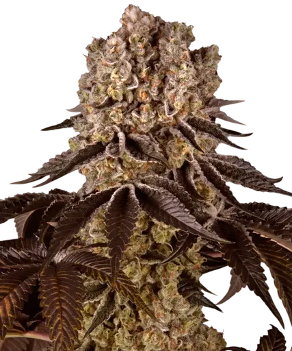 Purple Punch