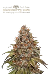 Blackberry Gum Auto