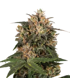 Blackberry Gum