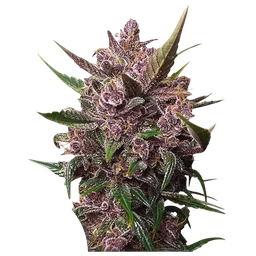 Blackberry Kush Auto