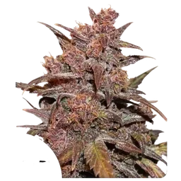 Blackberry Kush CBD Auto