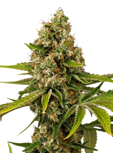 Black Cherry OG